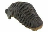 Acastoides Trilobite Fossil - Morocco #86457-4